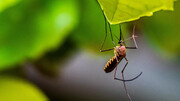 EEUU emplea insectos para atacar a otros países, Rusia y Venezuela aclaran