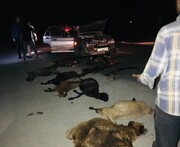 ۱۱ راس گوسفند در جغتای بر اثر برخورد با خودرو تلف شد