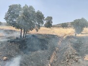 فیلم| مهار آتش‌سوزی مزارع گندم شوراب چگنی با حضور استاندار لرستان 