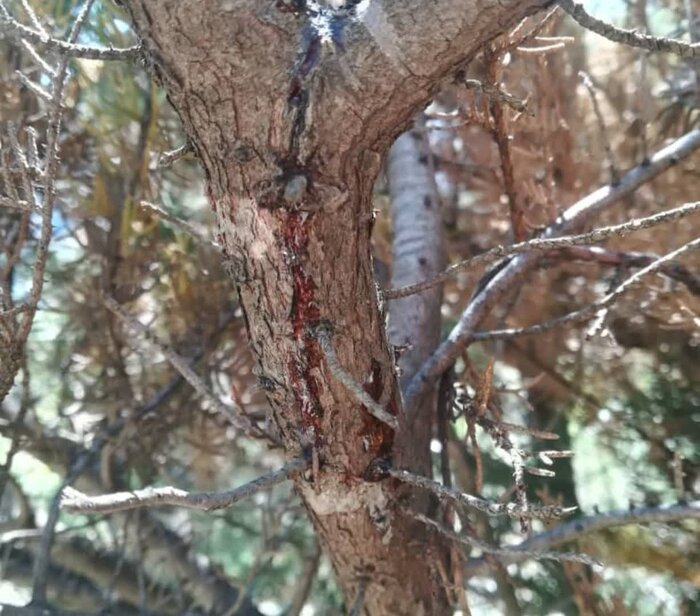 شیوع بیماری قارچی چالش جدی در جنگلهای شمال