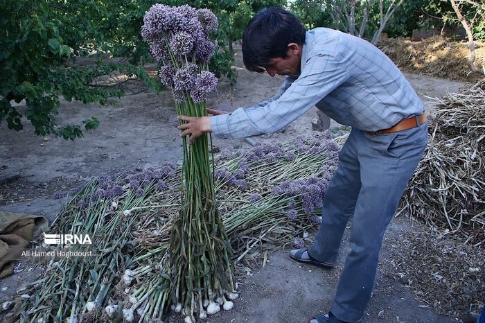 جای خالی شهرک فرآوری سیر در آذربایجانشرقی