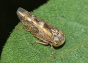 عرصههای منابع طبیعی استان سمنان با طغیان پنج آفت مواجه است