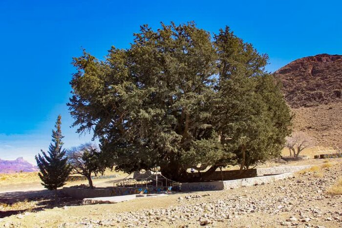 چهار درخت کهنسال شهرستان تفتان در فهرست میراث طبیعی ملی ثبت شد