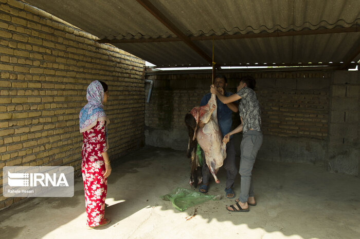 تابخوردن کودکان، هدیه گوسفند به تازه عروس و دیگر آداب اقوام ساکن گلستان در عید قربان