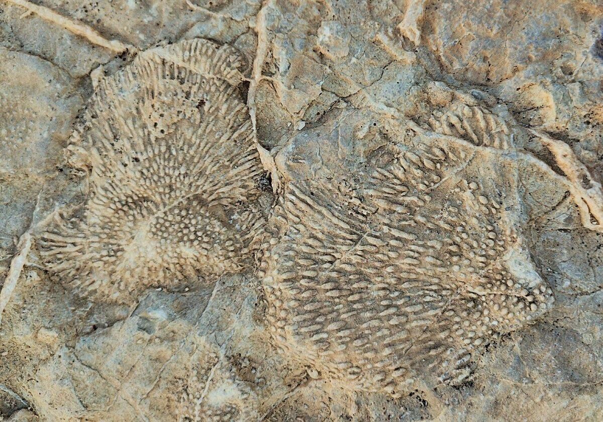 ۲ اثر طبیعی خراسان جنوبی ثبت ملی شد ۲ اثر طبیعی خراسان جنوبی ثبت ملی شد