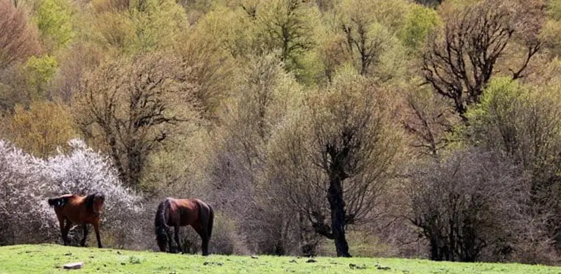 در هر فصل به کدام شهر شمال سفر کنیم؟