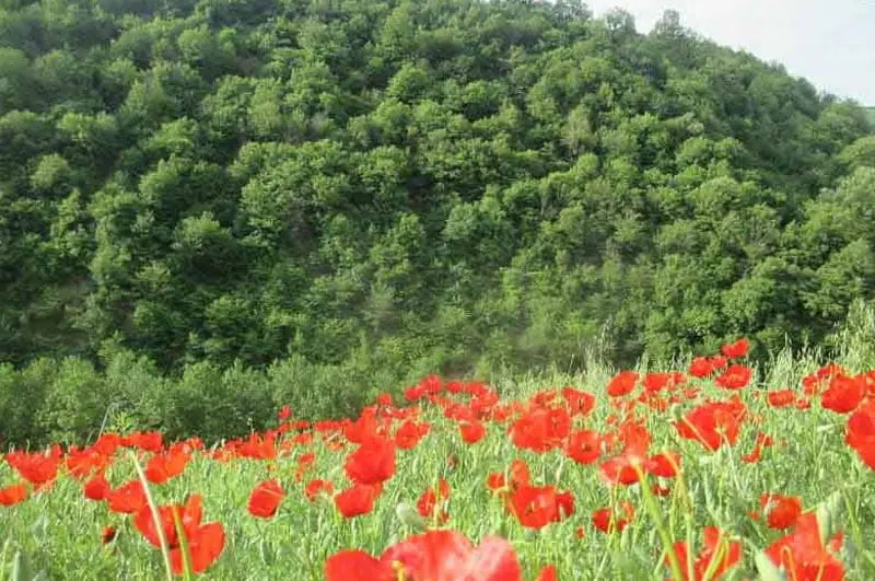 در هر فصل به کدام شهر شمال سفر کنیم؟