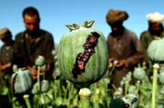رد گزارش سازمان ملل از سوی طالبان مبنی بر افزایش تولید موادمخدر در افغانستان