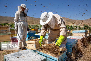۷۶۰۰ تُن عسل سالانه در استان اصفهان تولید می‌شود