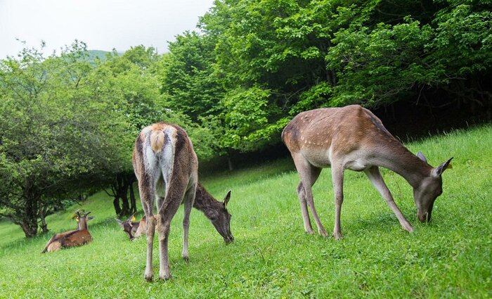 احیای نسل مارال در ارسباران آذربایجان شرقی