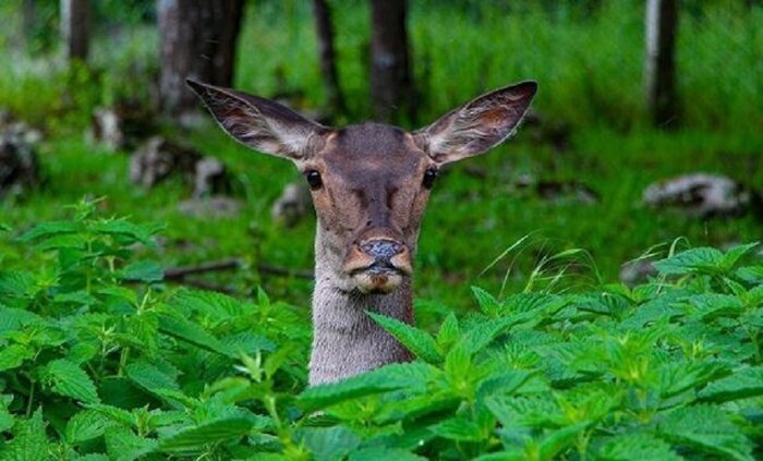 احیای نسل مارال در ارسباران آذربایجان شرقی