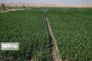 ۹۹ درصد مزارع سیب زمینی استان زنجان با روش مکانیزه آبیاری می‌شود