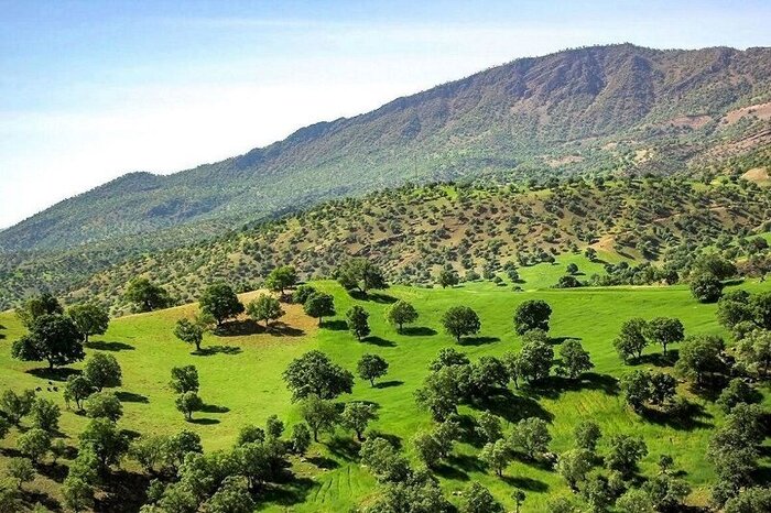 جنگلهای هیرکانی را نجات دهید