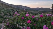 بوی خوش گل‌های محمدی لایزنگان داراب از یونسکو به مشام می‌رسد