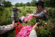Damask rose harvest in northwest Iran