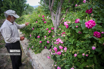 Rose harvest festival in northwest Iran