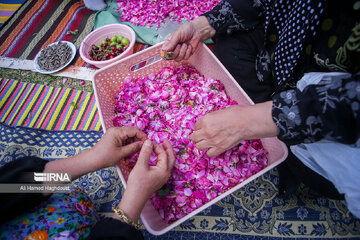 Rose harvest festival in northwest Iran