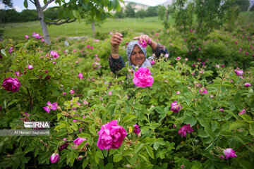 Rose harvest festival in northwest Iran