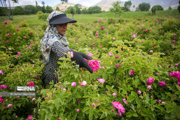 Rose harvest festival in northwest Iran