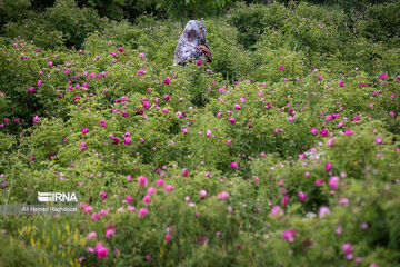 Rose harvest festival in northwest Iran