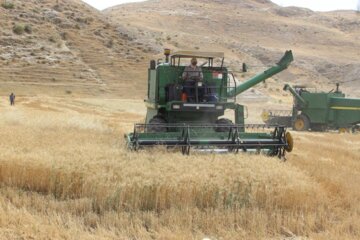 برداشت گندم از مزارع کردستان آغاز شد