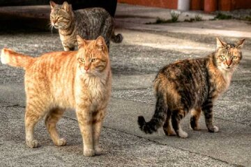 افزایش جمعیت گربه‌ها در اصفهان، سلامت مردم را تهدید می‌کند