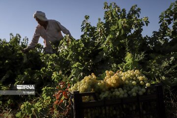 Cueillette des raisins dans les vergers de la province du Khuzestân au sud