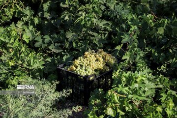 Cueillette des raisins dans les vergers de la province du Khuzestân au sud