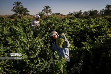 Cueillette des raisins dans les vergers de la province du Khuzestân au sud