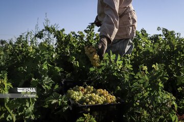 Cueillette des raisins dans les vergers de la province du Khuzestân au sud