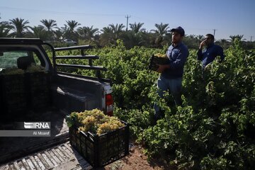 Cueillette des raisins dans les vergers de la province du Khuzestân au sud