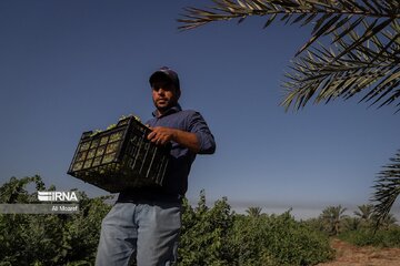 Cueillette des raisins dans les vergers de la province du Khuzestân au sud