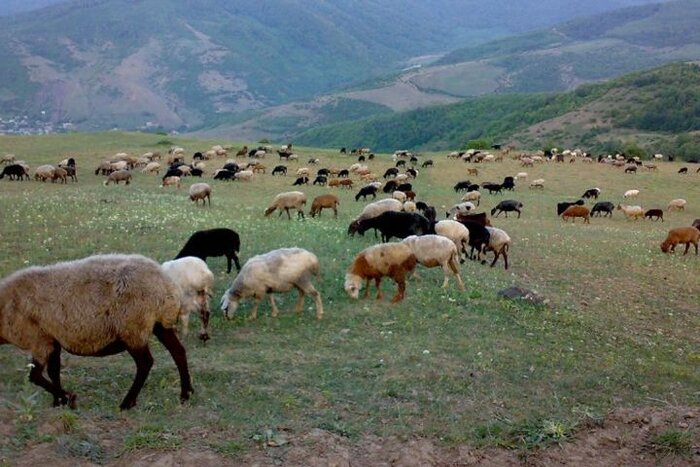 ساماندهی طوایف کوچرو در فارس؛آغاز کوچ پاییزه عشایر از ۱۵آبان ماه