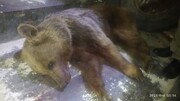 شکارچی خرس قهوه‌ای در خلخال به ۲۷ ماه حبس محکوم شد