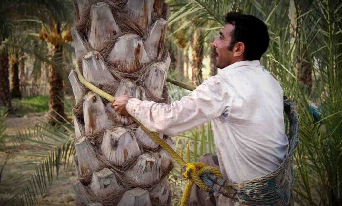 سرخرطومی چوبخوار از آفات باغات است