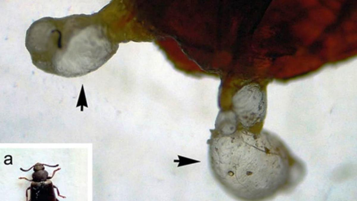 تولید نانوذرات نقره از سوسک دردسرساز