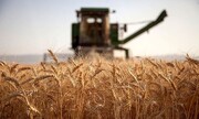 Iran's domestic wheat purchases reach 5.4m mt