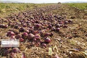 برداشت پیاز نشایی از ۱۷۲ هکتار مزارع خمین آغاز شد