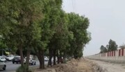 کاشت درخت مناسب با شرایط جوی در بوشهر 