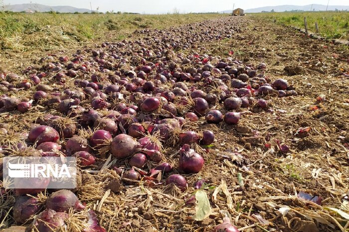 یغمای دسترنج باغداران خراسان‌شمالی در پس تاریکی شب