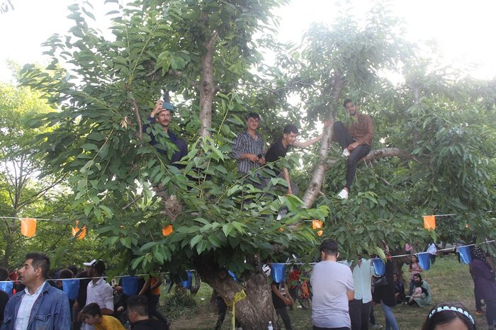 اشنویه؛ شهری که به گیلاس مینازد+ فیلم