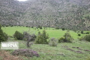 افزایش پوشش گیاهی و جنگل کاری یک تکلیف برای همه است