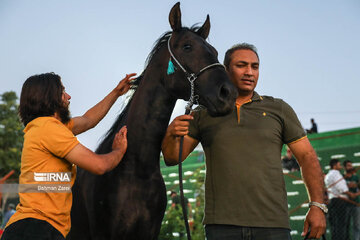 Festival de Caballo Curdo en Kermanshah