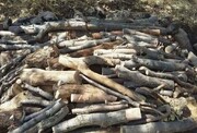 چهار تن چوب قاچاق در شهرستان بشرویه کشف شد