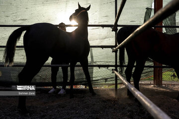 Kurdish horse festival in Iran’s Kermanshah