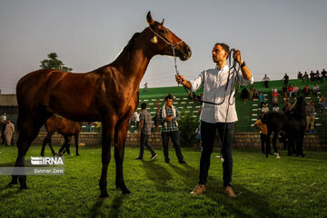 Kurdish horse festival in Iran’s Kermanshah