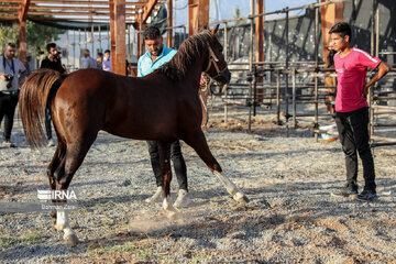 Kurdish horse festival in Iran’s Kermanshah