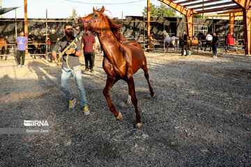 Kurdish horse festival in Iran’s Kermanshah