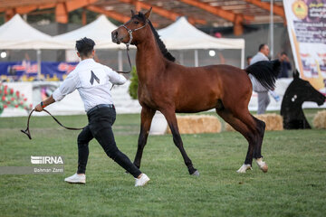 Kurdish horse festival in Iran’s Kermanshah