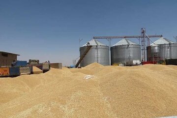 ۸۵۰۰ تن گندم از کشاورزان استان یزد خریداری شد